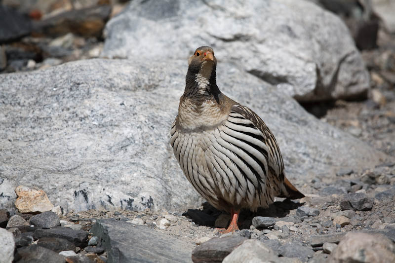 Tibetan Snowcock