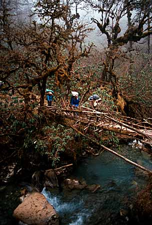 Despite all you hear about deforestation, Nepal has some beautiful forests